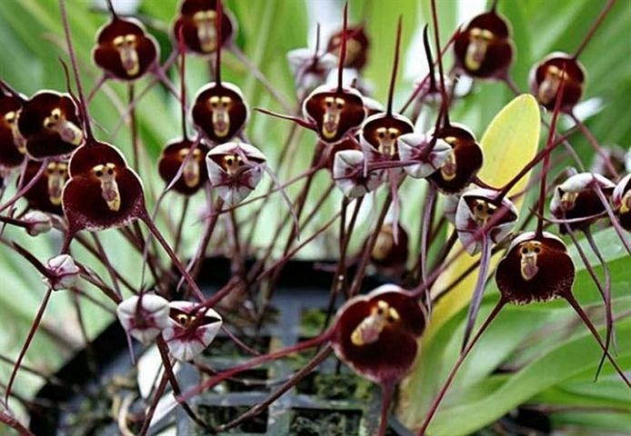 Kỹ thuật trồng hoa lan mặt khỉ tương đối kh&oacute; bởi đ&acirc;y l&agrave; giống hoa kh&oacute; t&iacute;nh cần chăm s&oacute;c đặc biệt. Ảnh minh họa 