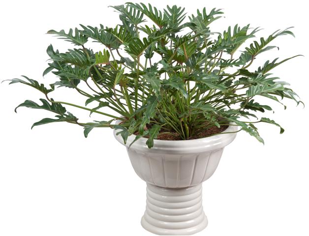 C&acirc;y Trầu B&agrave; l&aacute; xẻ vừa c&oacute; t&aacute;c dụng l&agrave;m cảnh vừa h&uacute;t kh&iacute; độc &ocirc; nhiễm rất tốt. Ảnh minh họa 