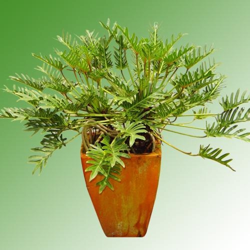 Kỹ thuật trồng c&acirc;y Trầu B&agrave; l&aacute; xẻ đơn giản kh&ocirc;ng cần chăm s&oacute;c nhiều. Ảnh minh họa 