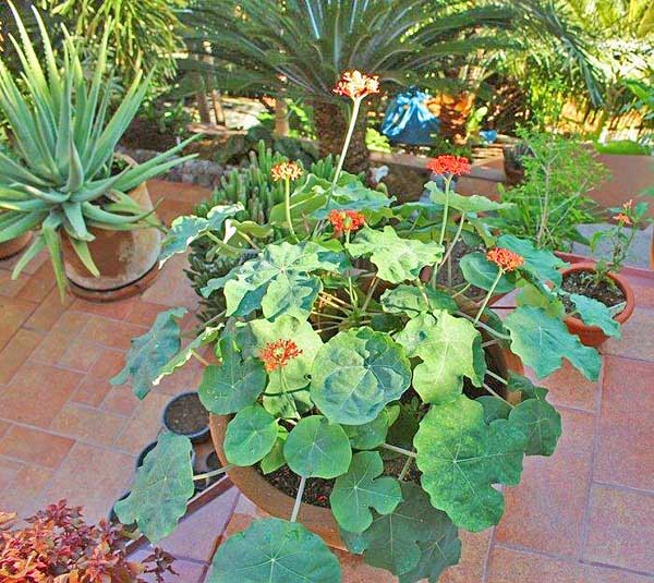 C&acirc;y sen lục b&igrave;nh c&ograve;n c&oacute; t&ecirc;n l&agrave; c&acirc;y ng&ocirc; đồng cảnh, c&acirc;y dầu lai c&oacute; củ, c&acirc;y dầu lai sen. Ảnh minh họa