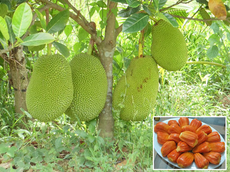 Kỹ thuật trồng c&acirc;y m&iacute;t ruột đỏ năng suất vượt trội. Ảnh minh họa 