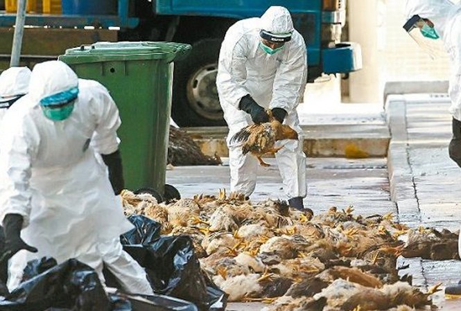 Dịch c&uacute;m A (H7N9) tại Trung Quốc đang lan rộng. Ảnh: Tiền Phong