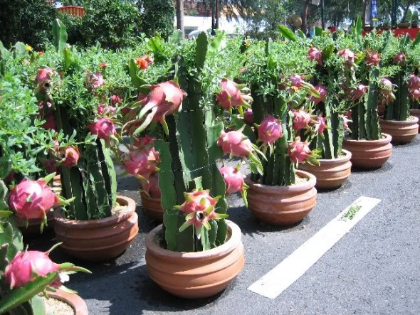 Trồng thanh long ''kiểng'' cũng cần phải chăm s&oacute;c đặc biết. Ảnh minh họa