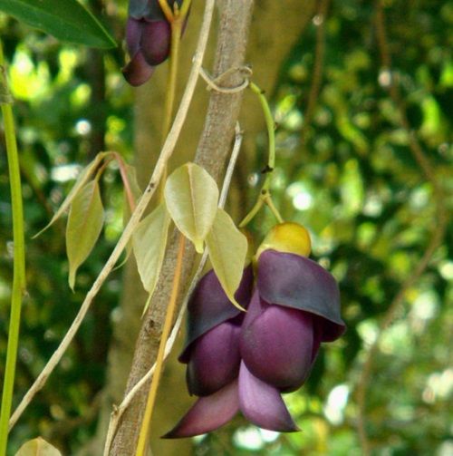 Kỹ thuật trồng c&acirc;y Huyết Long kh&ocirc;ng chỉ l&agrave;m c&acirc;y cảnh m&agrave; c&ograve;n mang &yacute; nghĩa phong thủy rất tốt cho ng&ocirc;i nh&agrave; bạn. Ảnh minh họa 