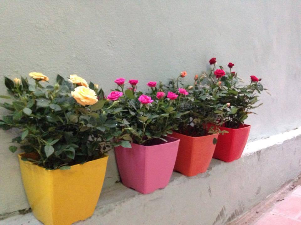 C&aacute;ch chăm s&oacute;c hoa hồng trồng chậu kh&ocirc;ng hề đơn giản. Ảnh minh họa 