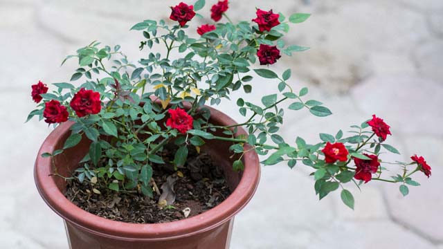 Chăm s&oacute;c hoa hồng cần phải t&iacute;nh to&aacute;n từ yếu tố nước, cắt tỉa sao cho đ&uacute;ng kỹ thuật hoa mới nở như &yacute; muốn. Ảnh minh họa