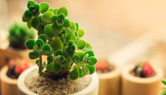 Kỹ thuật trồng c&acirc;y Nhất Mạt Hương c&ograve;n mang t&agrave;i lộc, t&igrave;nh y&ecirc;u chung thủy cho gia chủ. Ảnh minh họa 