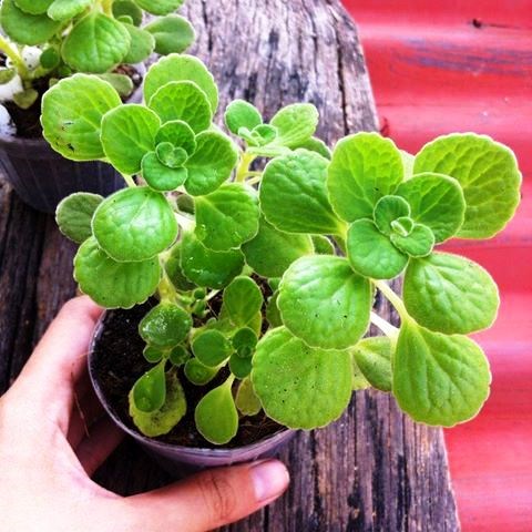 Kỹ thuật trồng c&acirc;y Nhất Mạt Hương mang may mắn cho người tuổi Hợi. Ảnh minh họa