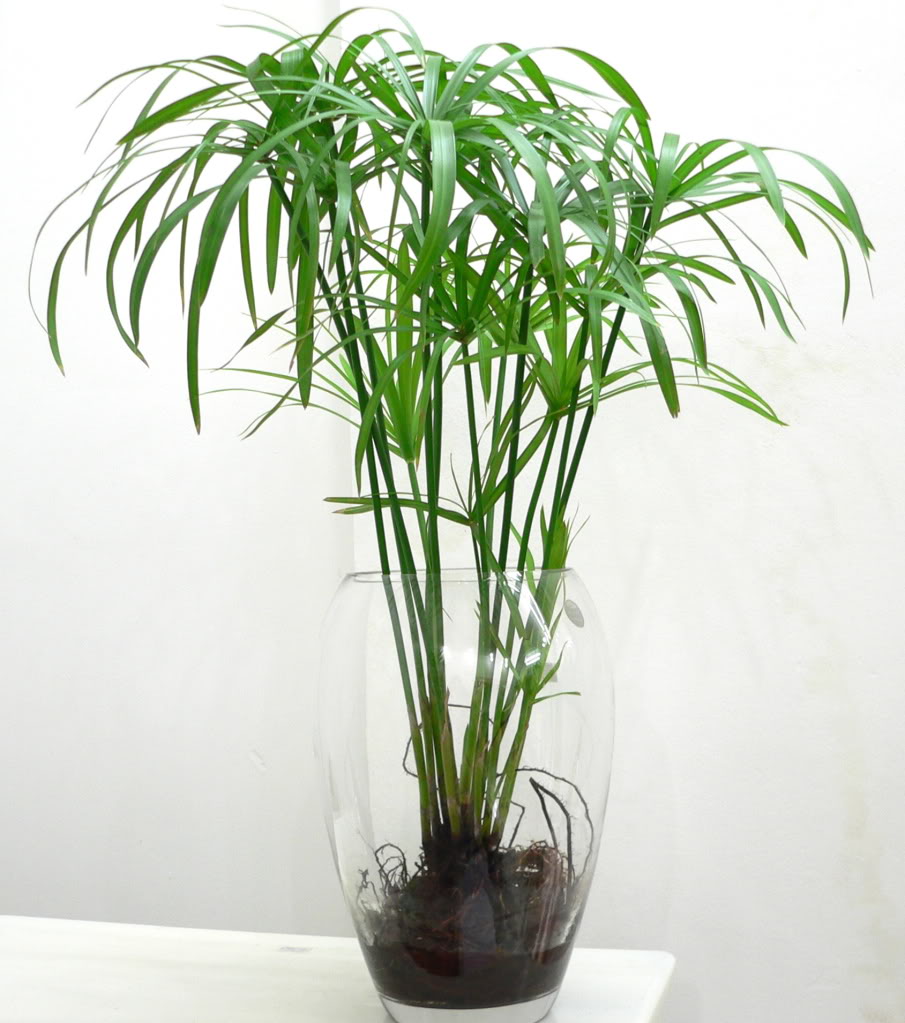 Kỹ thuật trồng c&acirc;y thủy tr&uacute;c thanh lọc kh&ocirc;ng kh&iacute;, trừ t&agrave; cho gia chủ. Ảnh minh họa