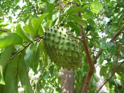  Kỹ thuật trồng v&agrave; chăm s&oacute;c c&acirc;y m&atilde;ng cầu xi&ecirc;m cần đặc biệt ch&uacute; &yacute; tới ph&ograve;ng bệnh, thụ phấn. Ảnh minh họa