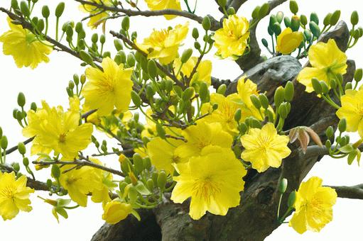 Kỹ thuật trồng mai v&agrave;ng đ&atilde; kh&oacute; tạo nụ d&agrave;y đặc nở bung đ&oacute;n Tết c&ograve;n kh&oacute; hơn nhiều lần. Ảnh minh họa 
