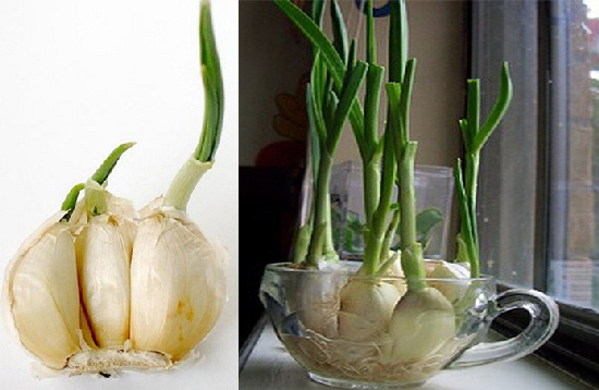Kỹ thuật trồng tỏi tại nh&agrave; chỉ cần v&agrave;i bước đơn giản nhưng cho th&agrave;nh quả cực cao. Ảnh minh họa 