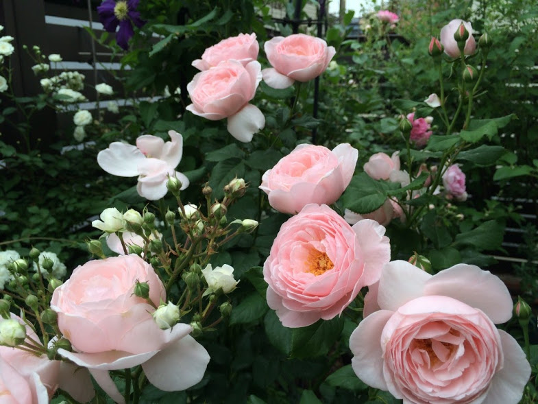 Trồng hoa hồng leo Nahéma Rose mang vẻ đẹp khó cưỡng. Ảnh minh họa Trồng hoa hồng leo Nahéma Rose mang vẻ đẹp khó cưỡng. Ảnh minh họa
