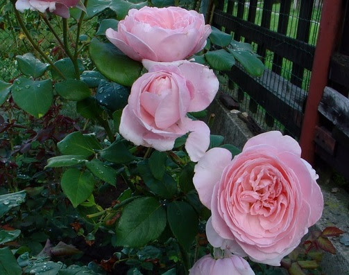 Kỹ thuật trồng hoa hồng leo TNahéma Rose cần đặc biệt chú ý tới khâu cắt tỉa . Ảnh minh họa Kỹ thuật trồng hoa hồng leo TNahéma Rose cần đặc biệt chú ý tới khâu cắt tỉa . Ảnh minh họa