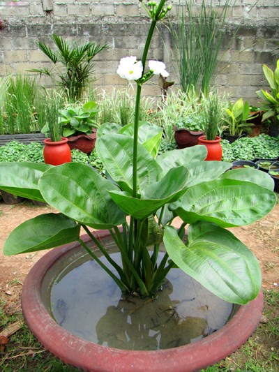 Kỹ thuật trồng c&acirc;y B&aacute;ch Thủy Ti&ecirc;n c&ograve;n mang thịnh vượng, niềm vui tr&agrave;n ngập. Ảnh minh họa 