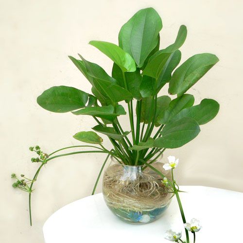 Kỹ thuật trồng c&acirc;y B&aacute;ch thủy Ti&ecirc;n nh&agrave; bạn sẽ gặp may mắn cả năm. Ảnh minh họa 