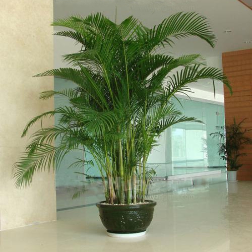 Kỹ thuật trồng c&acirc;y dừa cảnh trước nh&agrave; h&uacute;t t&agrave;i lộc, may mắn quanh năm. Ảnh minh họa 