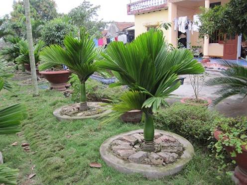  Trồng c&acirc;y cau l&ugrave;n mang may mắn, ph&aacute;t t&agrave;i cho gia chủ ng&agrave;y Tết. Ảnh minh họa