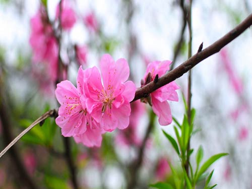 C&aacute;ch chăm s&oacute;c c&acirc;y đ&agrave;o cho hoa nở đẹp cần phải ch&uacute; &yacute; tới nhiều yếu tố từ nước, ph&ograve;ng bệnh v&agrave; việc cắt tỉa. Ảnh minh họa 