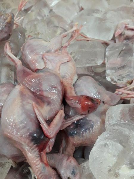 Số chim c&uacute;t bị thu giữ đ&atilde; bốc m&ugrave;i h&ocirc;i thối. Ảnh: b&aacute;o Nghệ An 