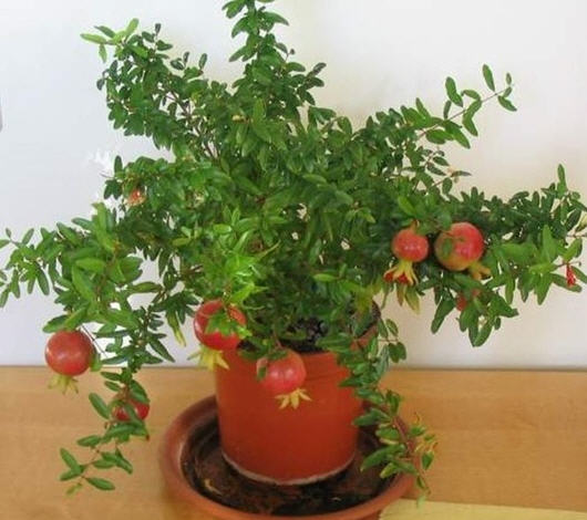 Để c&acirc;y Thạch lựu ra quả sai, d&aacute;ng thế đẹp cần c&oacute; kỹ thuật trồng c&acirc;y đ&uacute;ng c&aacute;ch. Ảnh minh họa 
