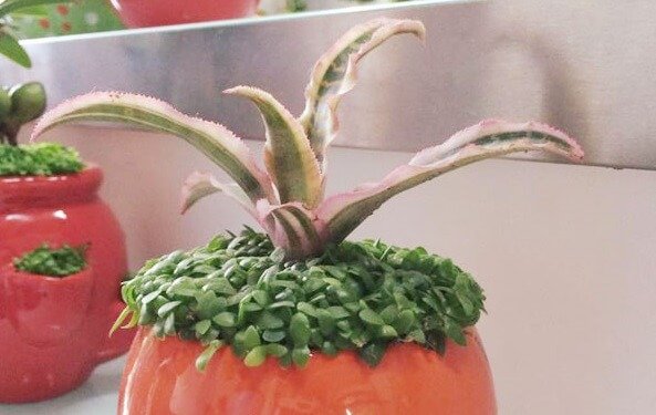 Trồng c&acirc;y L&ecirc; phụng kiều trong nh&agrave; tiền sẽ v&agrave;o như nước, gia chủ gặp may quanh năm. Ảnh minh họa