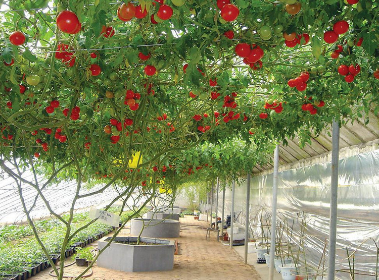 Trồng c&acirc;y c&agrave; chua bạch tuộc bằng c&aacute;ch gieo hạt hay trồng bầu đều được. Ảnh minh họa