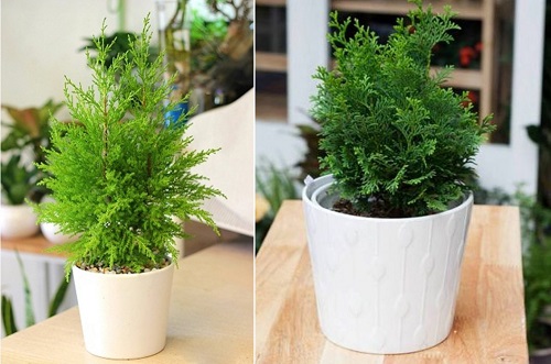  Kỹ thuật trồng c&acirc;y T&ugrave;ng Bồng Lai mang thịnh vượng cho gia chủ. Ảnh minh họa