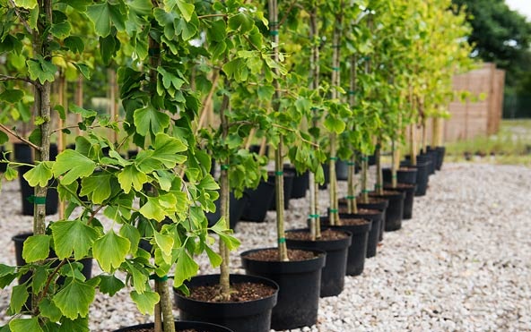 Kỹ thuật trồng c&acirc;y Ng&acirc;n hạnh bằng c&aacute;ch gieo hạt rất đơn giản. Ảnh minh họa