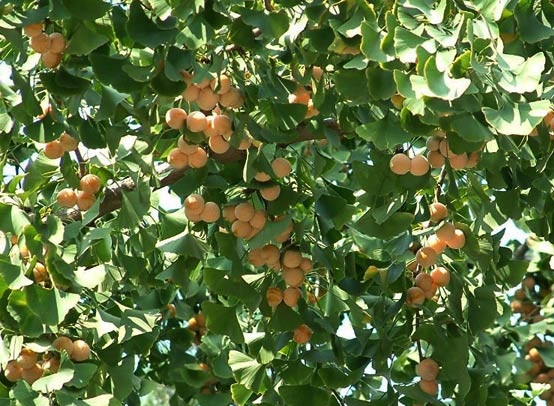 C&aacute;ch chăm s&oacute;c c&acirc;y Ng&acirc;n hạnh cần ch&uacute; &yacute; tới độ ẩm. Ảnh minh họa