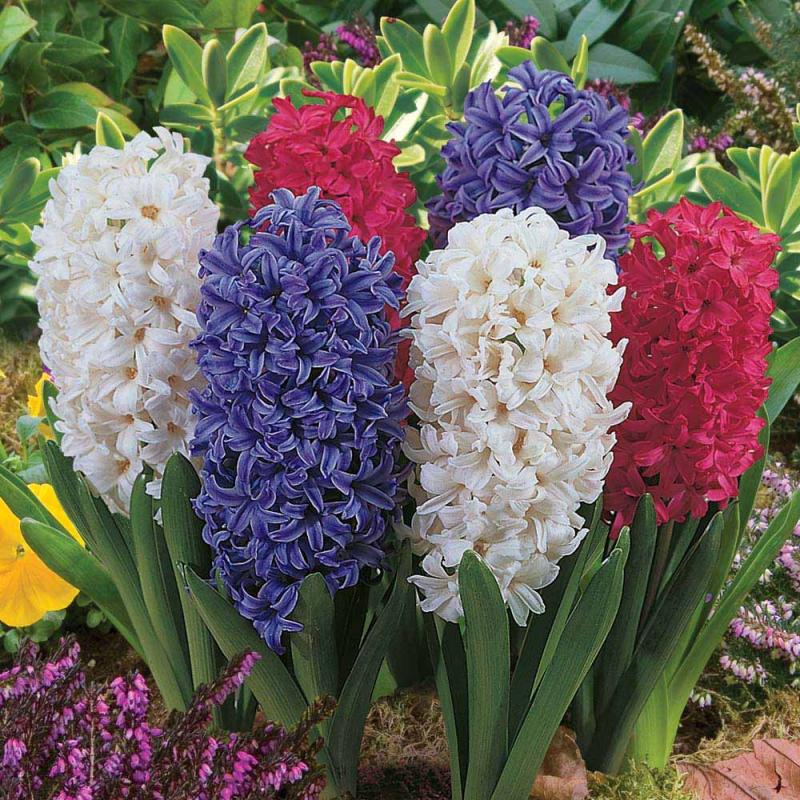  Kỹ thuật trồng c&acirc;y Huệ t&acirc;y mang may mắn cho gia chủ. Ảnh minh họa