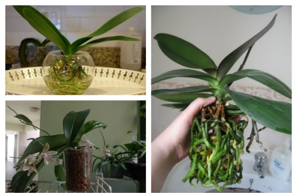  Kỹ thuật trồng hoa Lan Hồ Điệp thủy sinh d&ugrave; chăm s&oacute;c hơi vất nhưng kh&aacute; đẹp. Ảnh minh họa