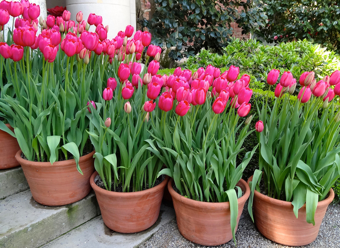 Kỹ thuật trồng hoa Tulip tại nh&agrave; chỉ cần 30 ng&agrave;y cho hoa nở đẹp rực rỡ đ&oacute;n Tết. Ảnh minh họa