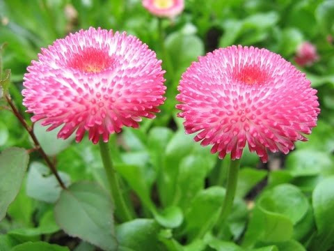  Kỹ thuật trồng hoa c&uacute;c t&acirc;y mang hương thơm nồng n&agrave;n, rực rỡ. Ảnh minh họa