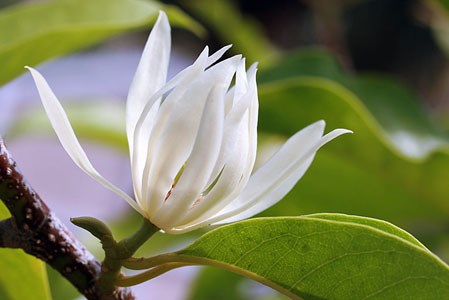  Kỹ thuật trồng c&acirc;y hoa Ngọc Lan trước nh&agrave; mang phong thủy tốt cho gia chủ. Ảnh minh họa