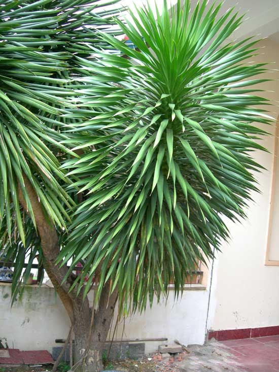 Kỹ thuật trồng c&acirc;y Đại Lộc h&uacute;t t&agrave;i lộc v&agrave;o nh&agrave;. Ảnh minh họa 