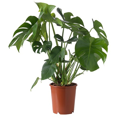 Kỹ thuật trồng c&acirc;y r&aacute;y Mỹ l&aacute; xẻ vừa l&agrave;m cảnh vừa mang t&agrave;i lộc đầy nh&agrave;. Ảnh minh họa 