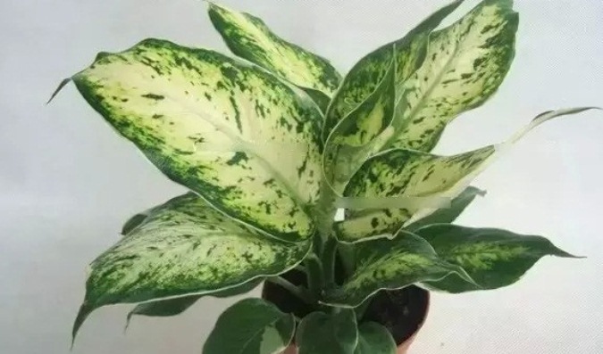 Kỹ thuật trồng c&acirc;y Ng&acirc;n hậu mang may mắn, t&agrave;i lộc v&agrave; xua tan những điều kh&ocirc;ng may. Ảnh minh họa