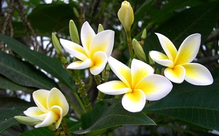  Kỹ thuật trồng cây hoa đại mang vẻ đẹp rực rỡ cho vườn nhà. Ảnh minh họa