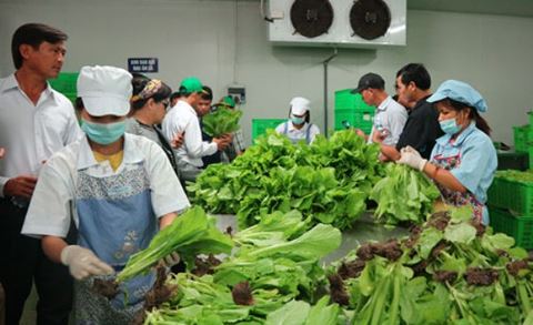  Thực phẩm được cho là sạch chưa chắc đã an toàn nếu không biết cách bảo quản. Ảnh: ANTĐ