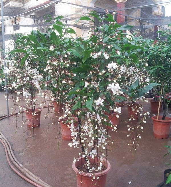 Kỹ thuật trồng c&acirc;y dạ ngọc minh ch&acirc;u mang may mắn, ph&aacute;t t&agrave;i ng&agrave;y Xu&acirc;n. Ảnh minh họa