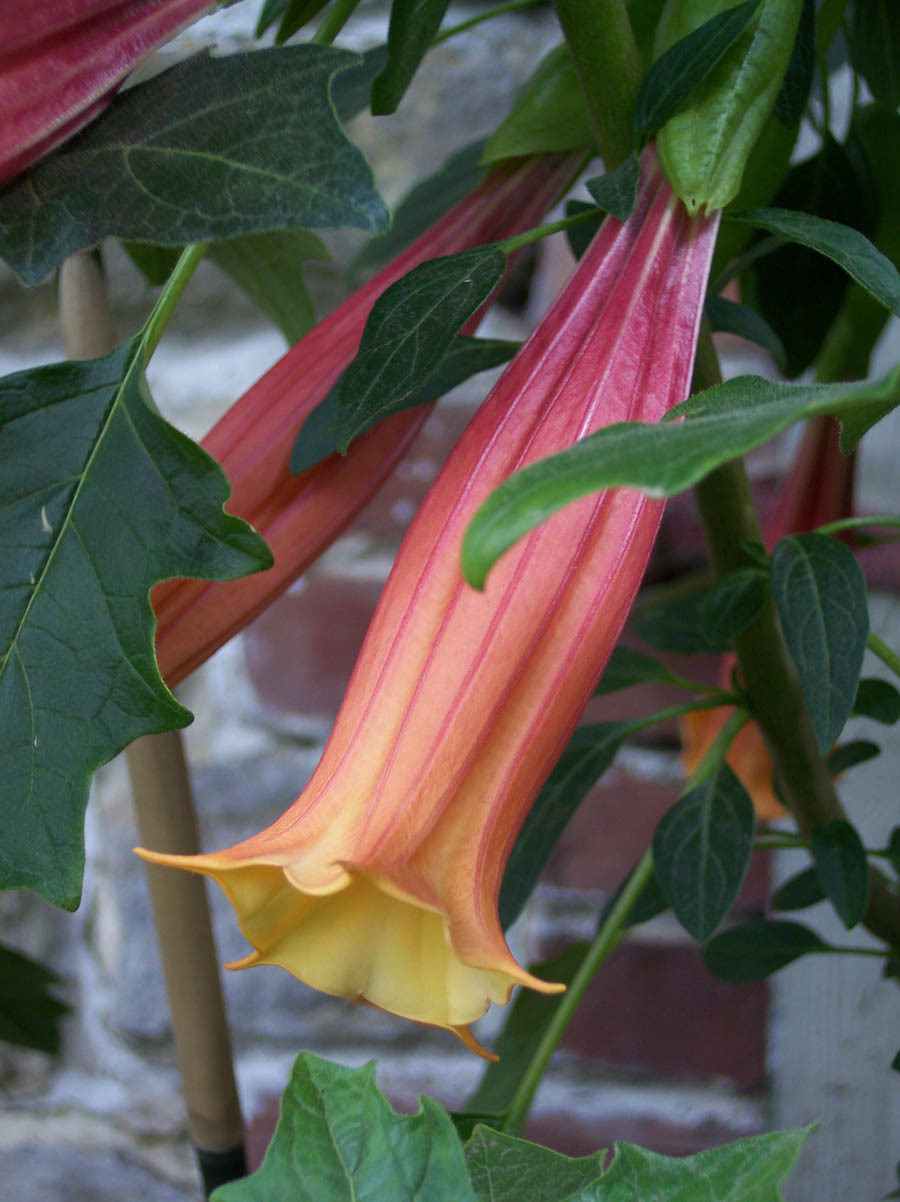 Brugmansia l&agrave; một loại c&acirc;y thuộc họ C&agrave;. Nạn nh&acirc;n d&iacute;nh độc của n&oacute; sẽ ở trong trạng th&aacute;i k&iacute;ch th&iacute;ch t&igrave;nh dục trước khi chết. Ảnh: Zing News Tuy nhi&ecirc;n điều thu h&uacute;t nhất trong t&ograve;a l&acirc;u đ&agrave;i n&agrave;y lại ch&iacute;nh l&agrave; khu vườn độc dược đầy