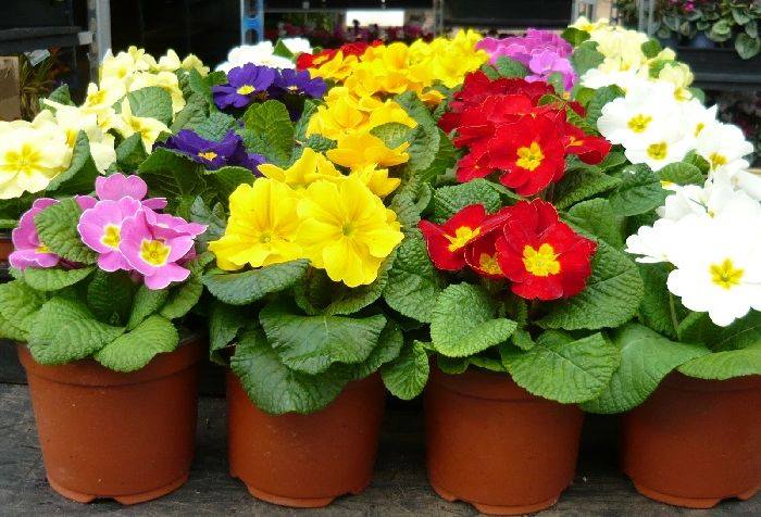  Kỹ thuật trồng c&acirc;y hoa b&aacute;o xu&acirc;n mang đến cho kh&ocirc;ng gian ng&agrave;y Tết rực rỡ, ấn tượng. Ảnh minh họa