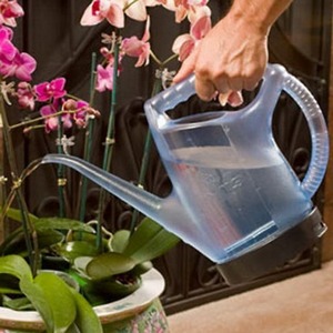  Kỹ thuật trồng hoa lan v&agrave; tưới nước đ&uacute;ng c&aacute;ch nhất. Ảnh minh họa