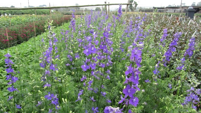  Kỹ thuật trồng hoa violet nở đ&uacute;ng dịp Tết đơn giản. Ảnh minh họa
