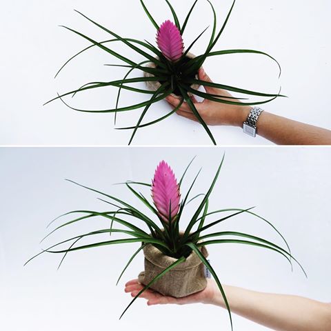  Kỹ thuật trồng c&acirc;y thẻ b&agrave;i hồng mang may mắn, ph&aacute;t t&agrave;i, thịnh vượng cho gia chủ. Ảnh minh họa