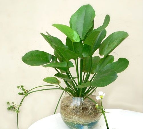  Kỹ thuật trồng c&acirc;y Thủy C&uacute;c mang thịnh vượng cho gia chủ quanh năm. Ảnh minh hoạ