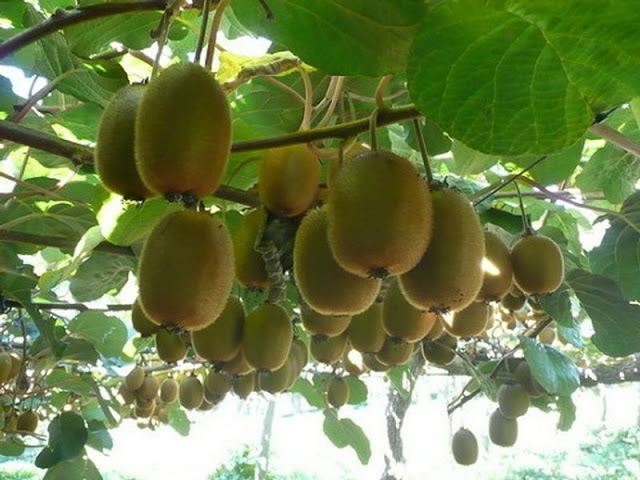 Kỹ thuật trồng c&acirc;y kiwi bằng hạt tại nh&agrave; kh&ocirc;ng c&ograve;n l&agrave; chuyện kh&oacute;. Ảnh minh họa