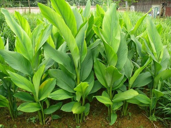  Kỹ thuật trồng c&acirc;y nghệ tại nh&agrave; đơn giản nhưng nhiều t&aacute;c dụng. Ảnh minh họa