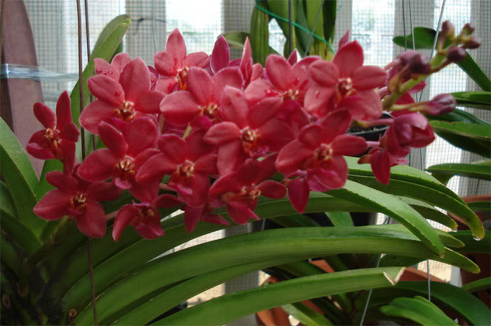  Kỹ thuật trồng c&acirc;y lan vanda chưng Tết. Ảnh minh họa